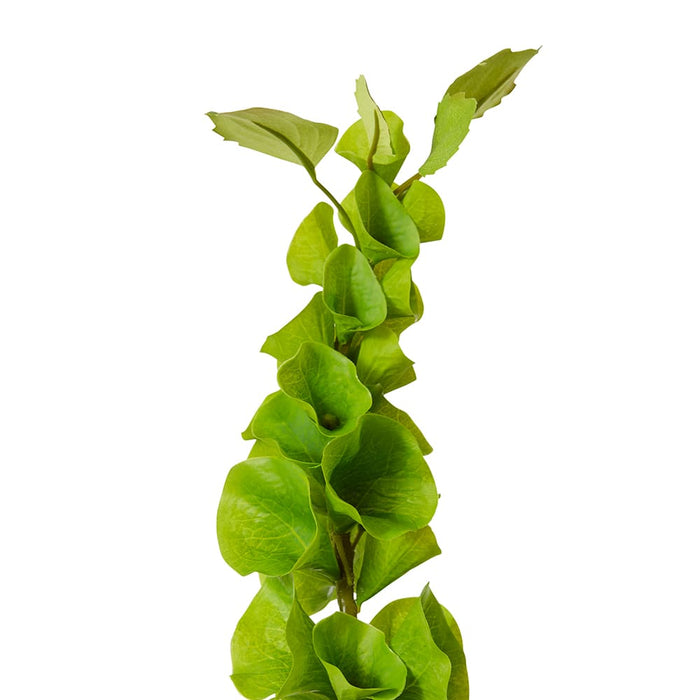 Bells of Ireland Stem Pack of 12 - Green, 99cm (H)
