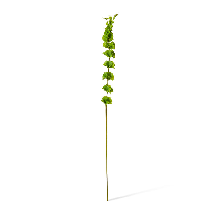 Bells of Ireland Stem Pack of 12 - Green, 99cm (H)