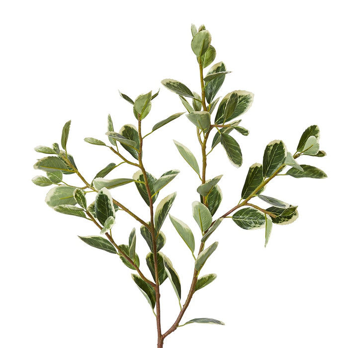 Euphorbia Leaf Spray Pack of 12 - Variegated, 97cm (H)