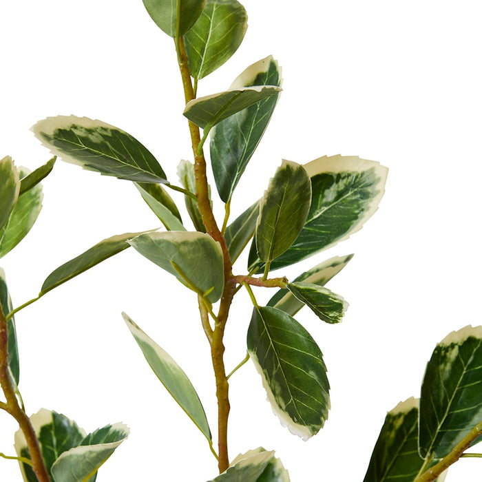 Euphorbia Leaf Spray Pack of 12 - Variegated, 97cm (H)
