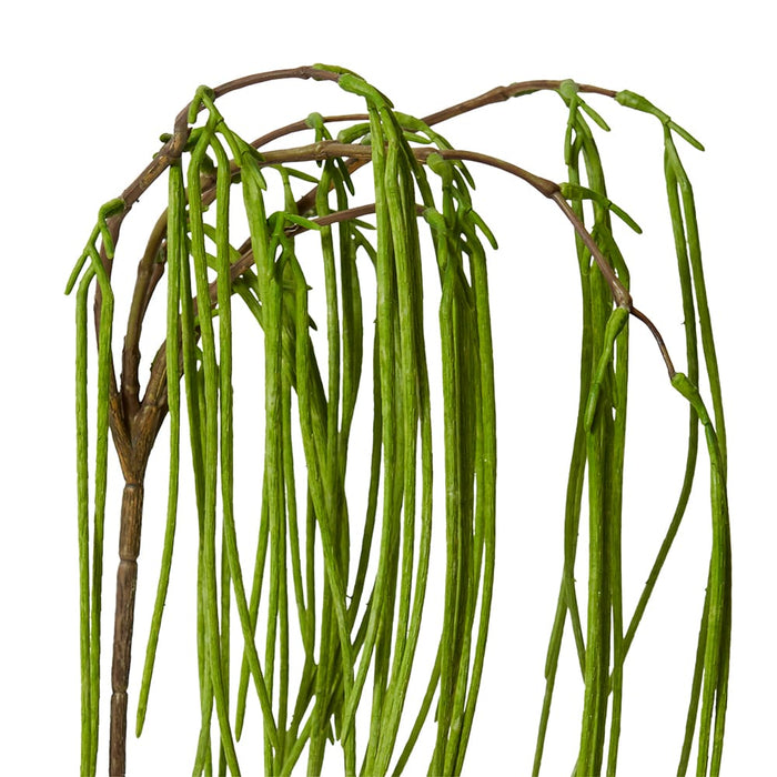 Rhipsalis Hanging Spray Pack of 12 - Green, 89cm (H)
