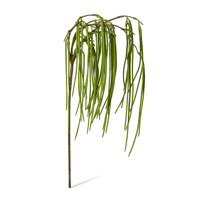 Rhipsalis Hanging Spray Pack of 12 - Green, 89cm (H)