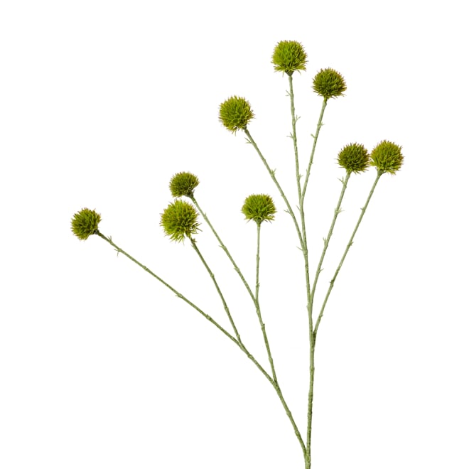 Echinops Ritro Spray Pack Of 12 - Green, 91cm (H)