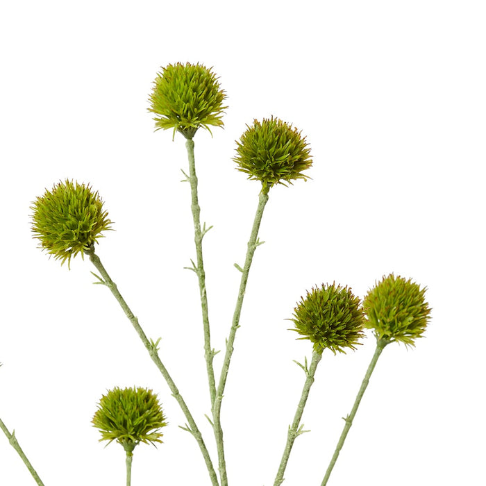Echinops Ritro Spray Pack Of 12 - Green, 91cm (H)