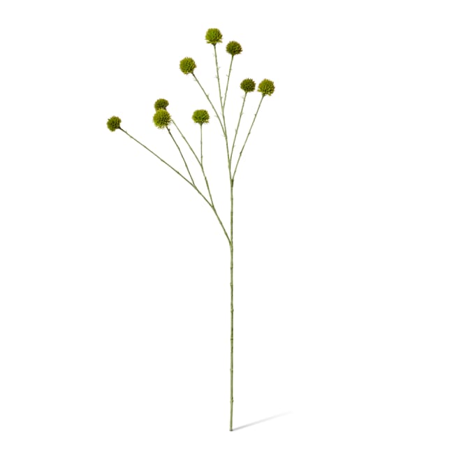 Echinops Ritro Spray Pack Of 12 - Green, 91cm (H)