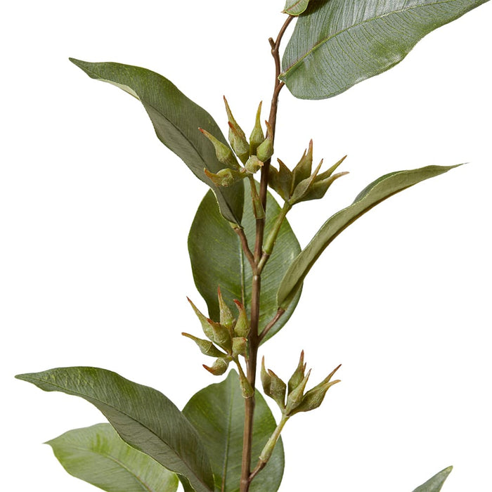 Eucalyptus Seed Spray Pack Of 12 - Grey Green, 112cm (H)