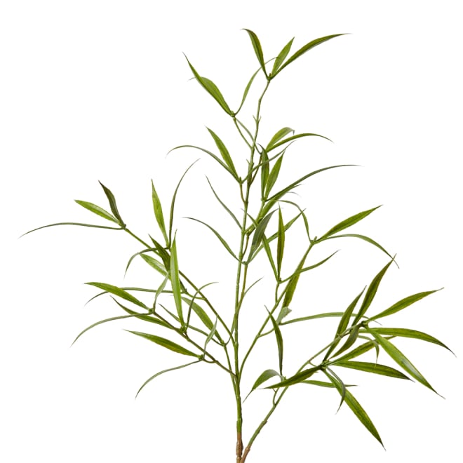 AsparAus Leaf Spray Pack Of 12 - Green, 76cm (H)