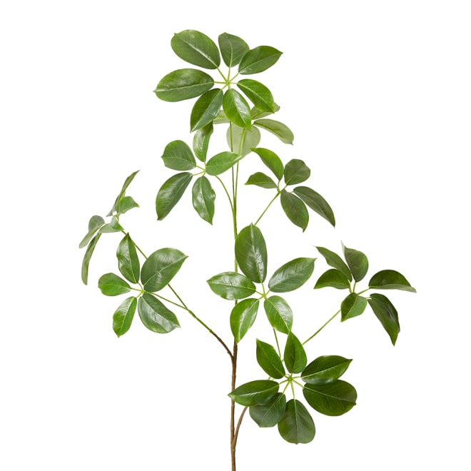 Schefflera Spray Pack Of 6 - Green, 122cm (H)