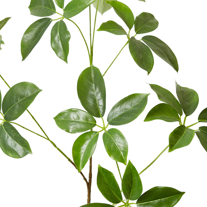 Schefflera Spray Pack Of 6 - Green, 122cm (H)