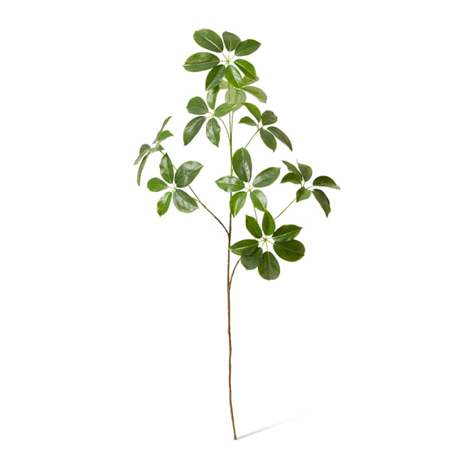 Schefflera Spray Pack Of 6 - Green, 122cm (H)