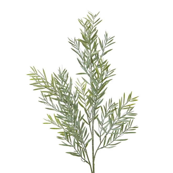 Acacia Spray Pack Of 12 - Grey Green, 78cm (H)