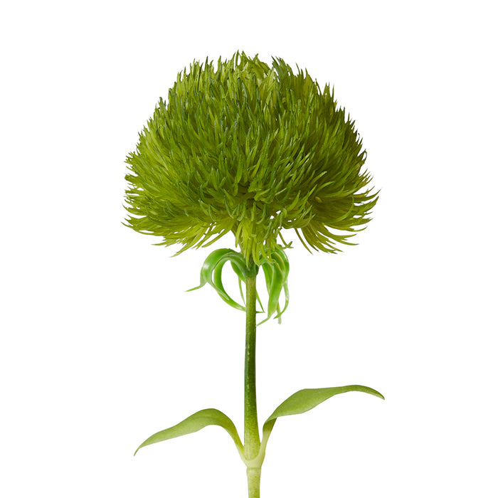 Dianthus Stem Pack Of 12 - Green, 52cm (H)