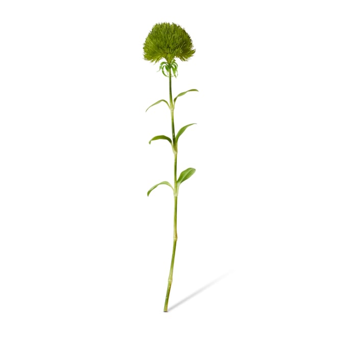 Dianthus Stem Pack Of 12 - Green, 52cm (H)