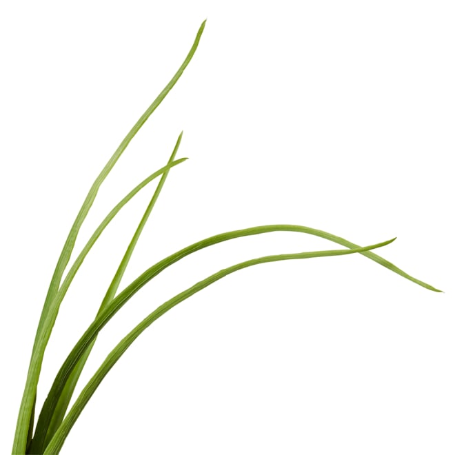 Grass Spray Pack Of 12 - Green, 102cm (H)