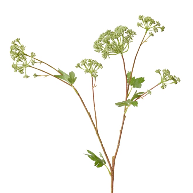 Angelica Garden Seeding Spray Pack Of 12 - Grey Green, 87cm (H)