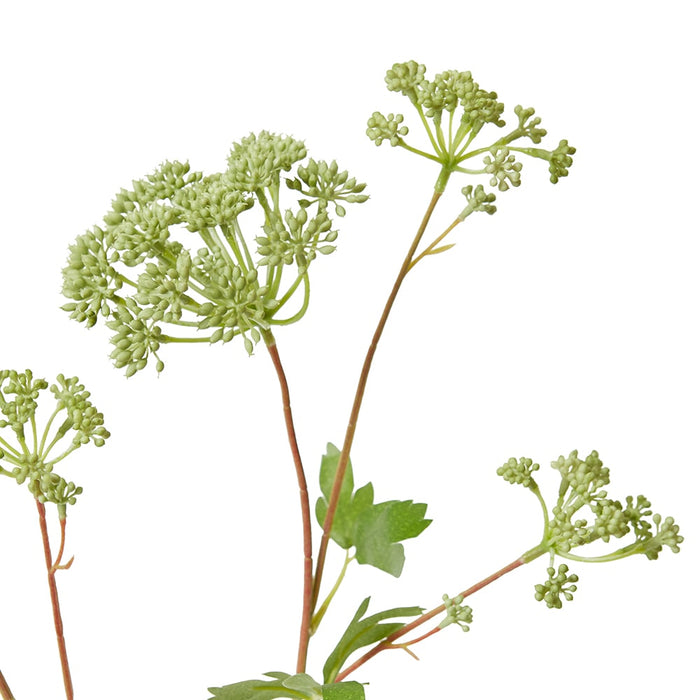 Angelica Garden Seeding Spray Pack Of 12 - Grey Green, 87cm (H)