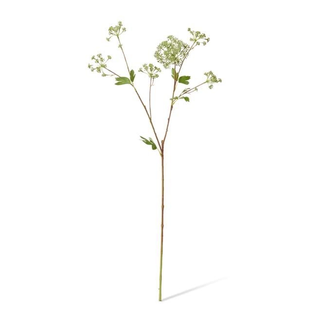 Angelica Garden Seeding Spray Pack Of 12 - Grey Green, 87cm (H)