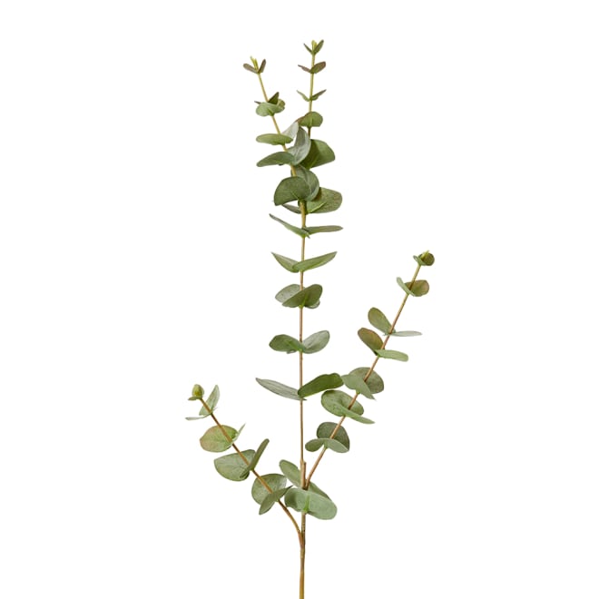 Eucalyptus Spray Pack Of 12 - Grey Green, 81cm (H)