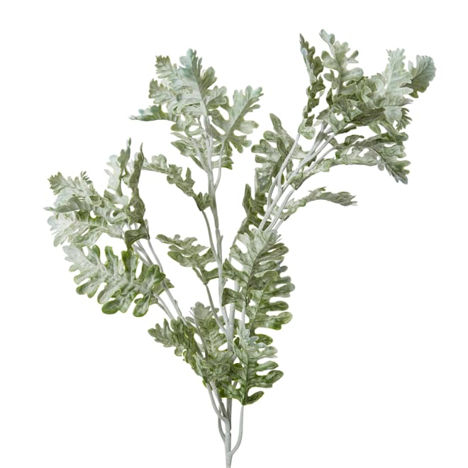 Dusty Miller Spray Pack Of 12 - Grey Green, 81cm (H)