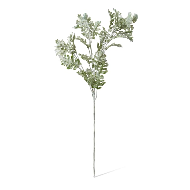Dusty Miller Spray Pack Of 12 - Grey Green, 81cm (H)