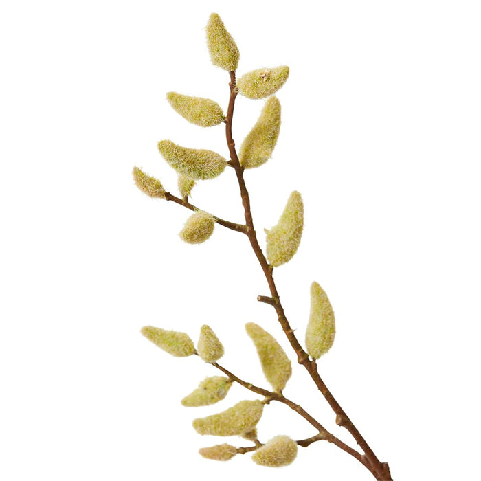 Magnolia Budding Stem Pack Of 12 - Natural, 99cm (H)
