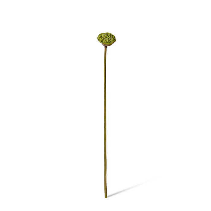 Lotus Pod Stem Pack of 12 - Green Brown, 74cm (H)