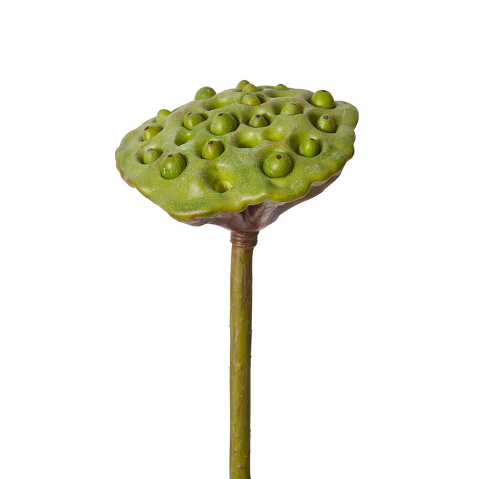 Lotus Pod Stem Pack Of 12 - Green Brown, 78cm (H)