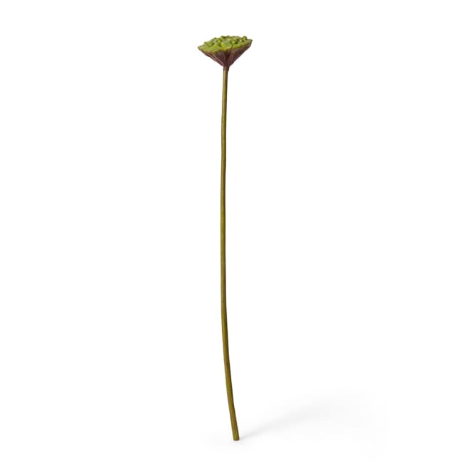 Lotus Pod Stem Pack Of 12 - Green Brown, 78cm (H)