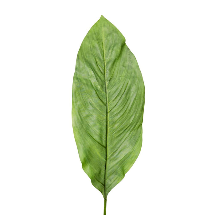 Spath Leaf Stem Pack of 12 - Green, 100cm (H)