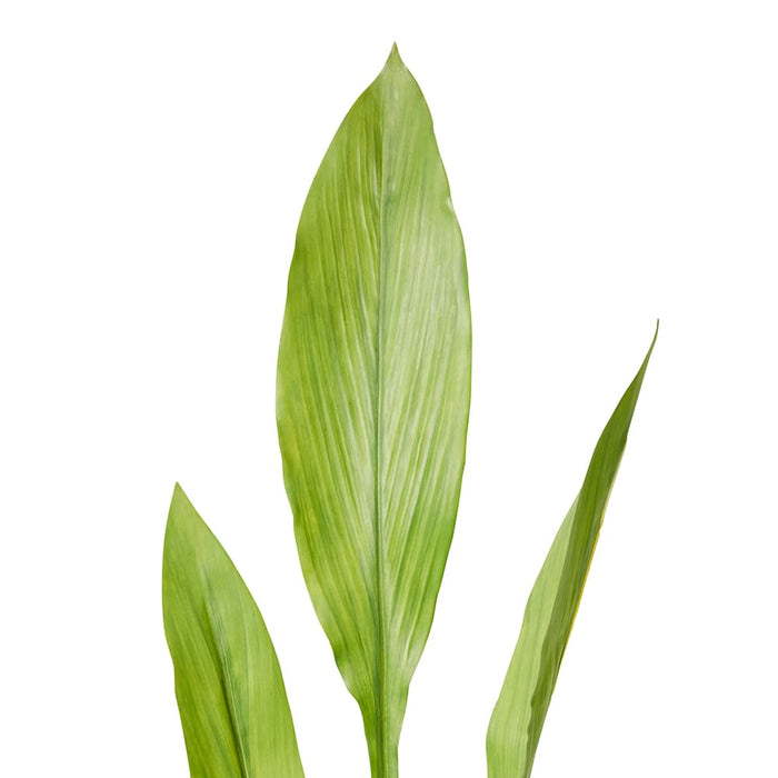 Ginger Leaf Spray Pack of 12 - Green, 91cm (H)
