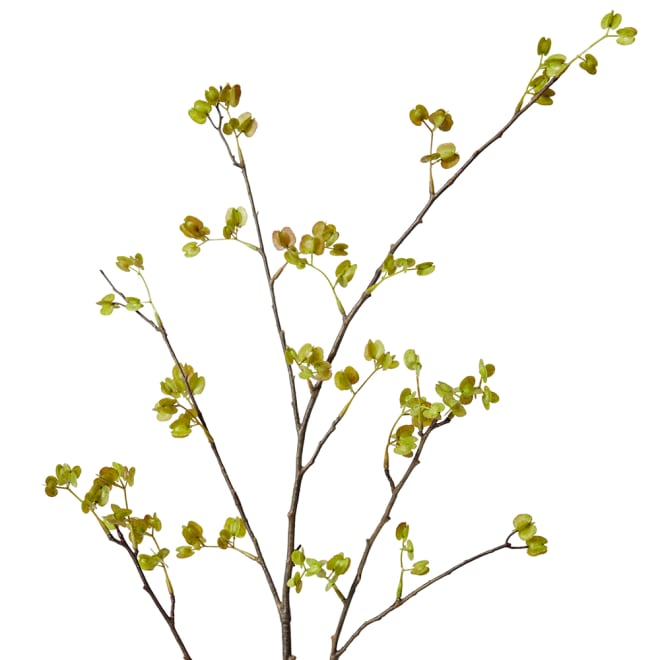 Elm Seeding Spray Pack Of 6 - Green, 107cm (H)