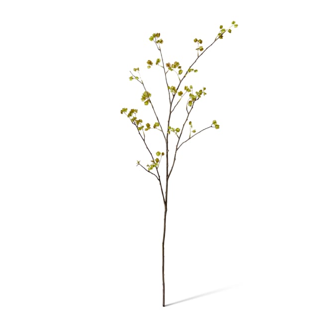 Elm Seeding Spray Pack Of 6 - Green, 107cm (H)