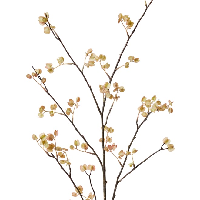 Elm Seeding Spray Pack Of 6 - Soft Pink, 107cm (H)