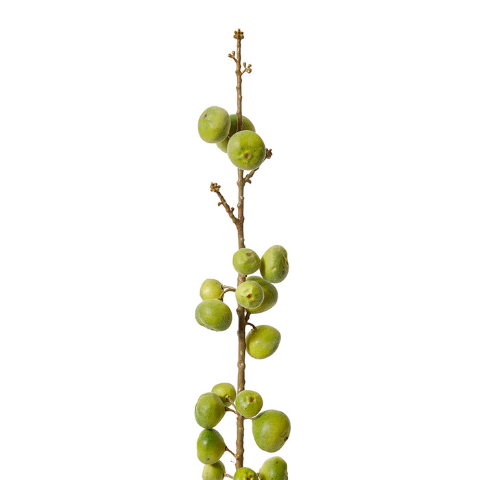 Fig Stem Pack Of 12 - Green, 74cm (H)