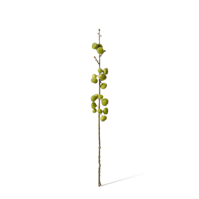Fig Stem Pack Of 12 - Green, 74cm (H)