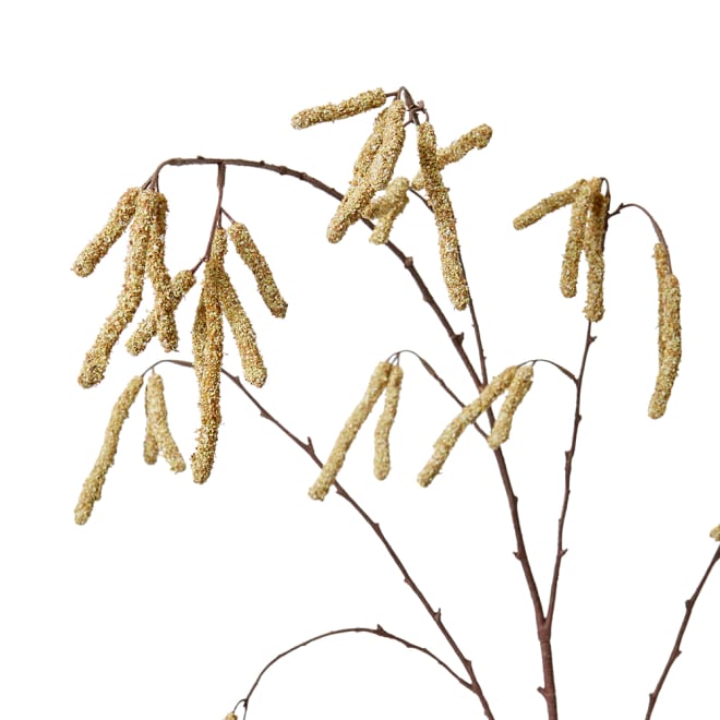 Catkins Spray Pack Of 12 - Brown, 109cm (H)