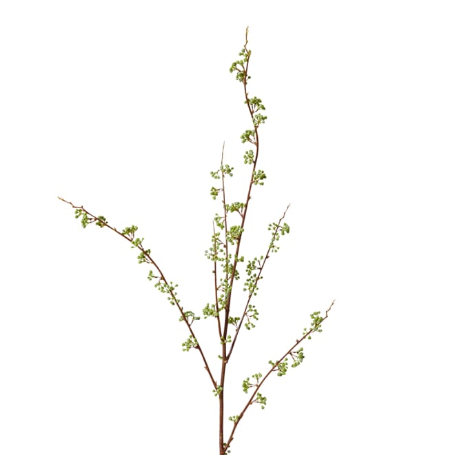 Berry Seeding Branch Pack Of 6 - Green, 122cm (H)