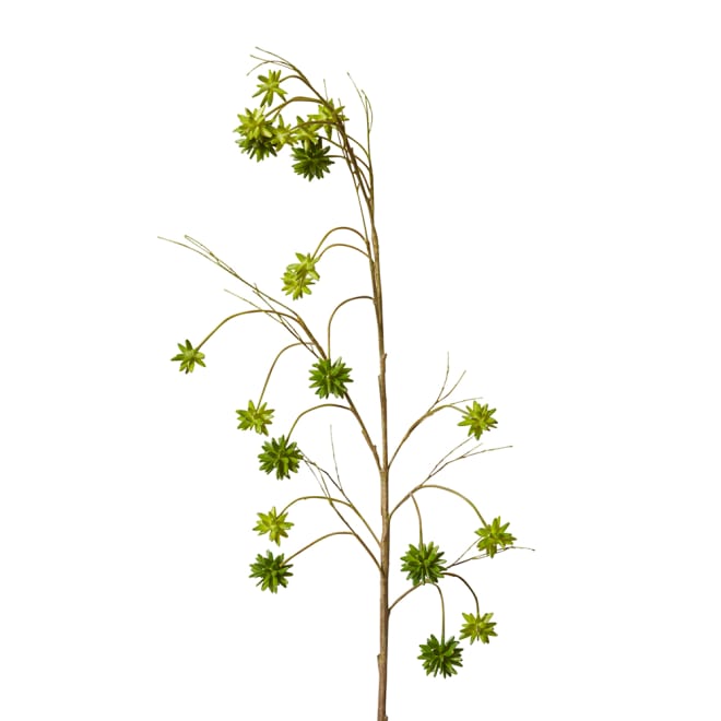 Spikey Seeding Spray Pack Of 6 - Green, 135cm (H)