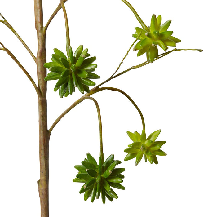 Spikey Seeding Spray Pack Of 6 - Green, 135cm (H)