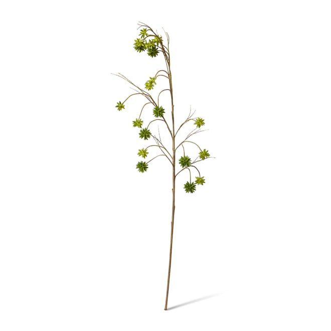 Spikey Seeding Spray Pack Of 6 - Green, 135cm (H)