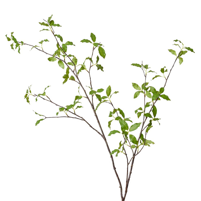 Pittosporum Leaf Branch Pack of 6 - Green, 142cm (H)