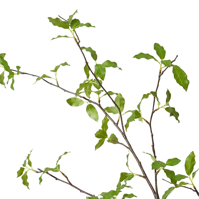 Pittosporum Leaf Branch Pack of 6 - Green, 142cm (H)