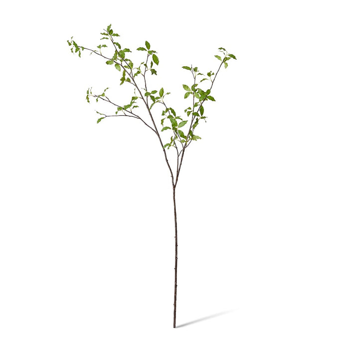 Pittosporum Leaf Branch Pack of 6 - Green, 142cm (H)