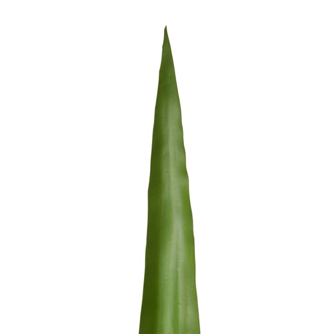Flax Leaf Pack Of 12 - Green, 117cm (H)