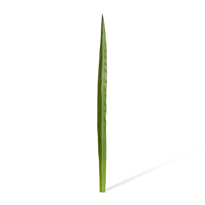 Flax Leaf Pack Of 12 - Green, 117cm (H)