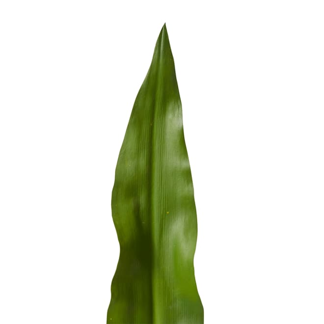 Gymea Leaf Pack Of 12 - Green, 81cm (H)