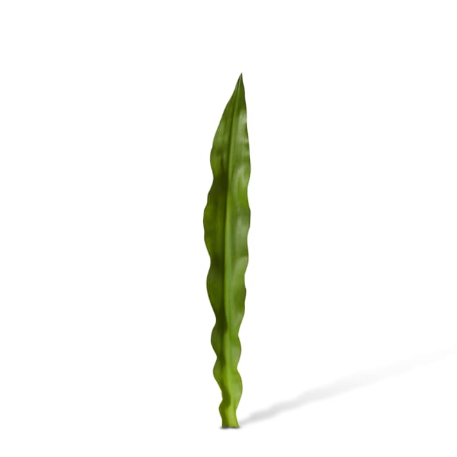 Gymea Leaf Pack Of 12 - Green, 81cm (H)