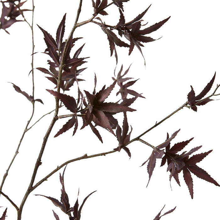 Maple Japanese Stem Pack Of 6 - Burgundy, 140cm (H)