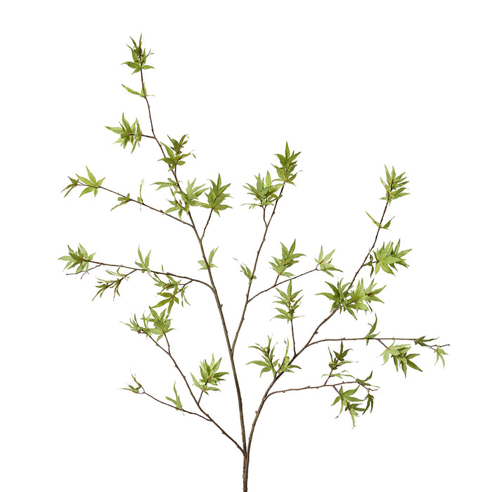 Maple Japanese Stem Pack Of 6 - Green, 140cm (H)