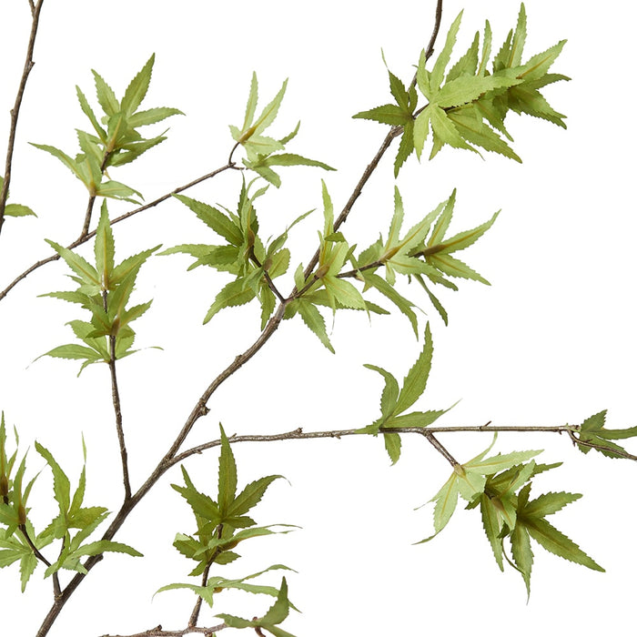 Maple Japanese Stem Pack Of 6 - Green, 140cm (H)